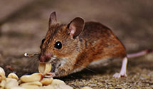 marine-and-boat-pest-control Experts in Inter Amer Defense Board